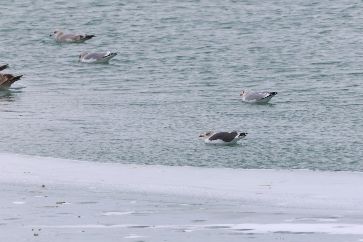 Клуша - ML646865570