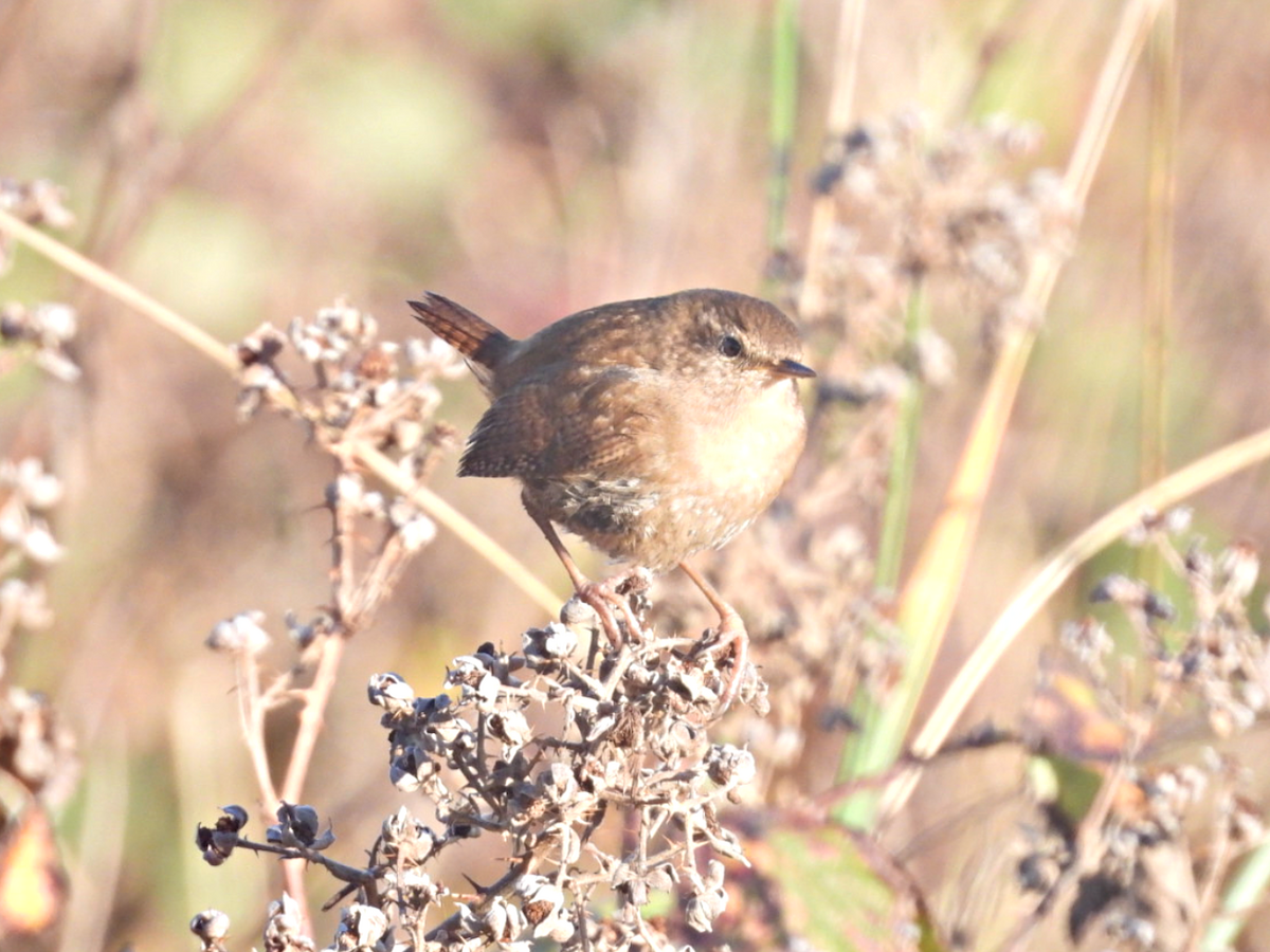 Халгайч урагчин - ML646865571
