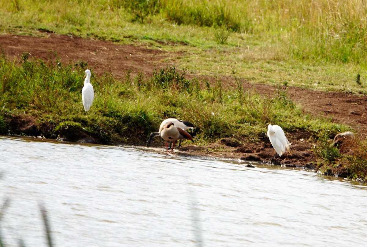 Western Cattle-Egret - ML646865572