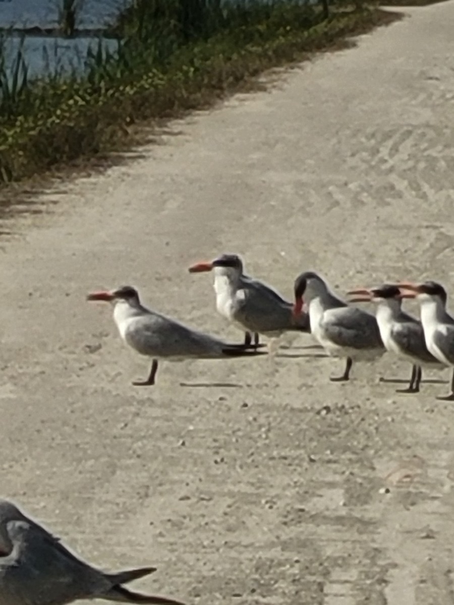 Caspian Tern - ML646865576