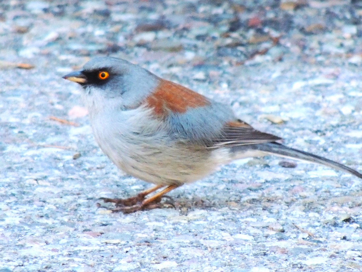 Junco Ojilumbre - ML646865579
