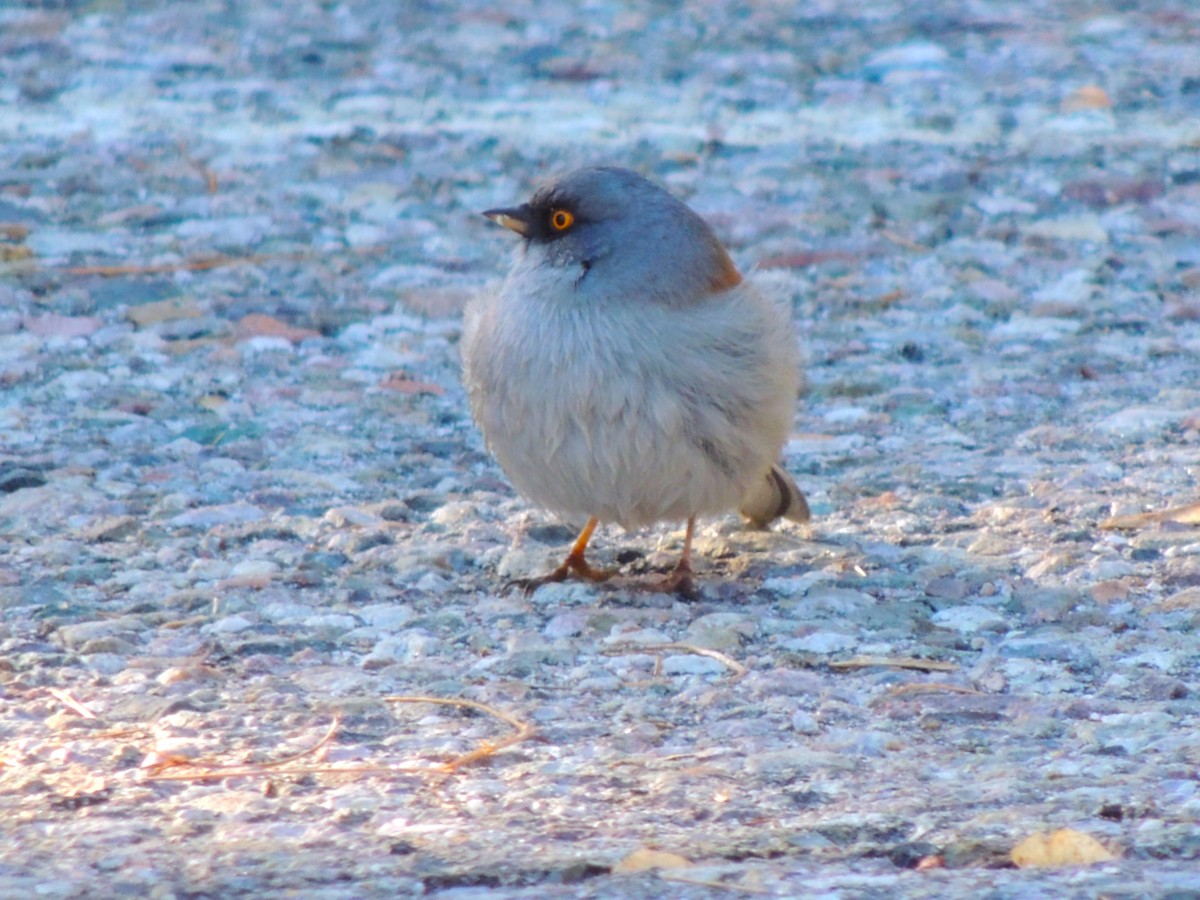Junco Ojilumbre - ML646865580