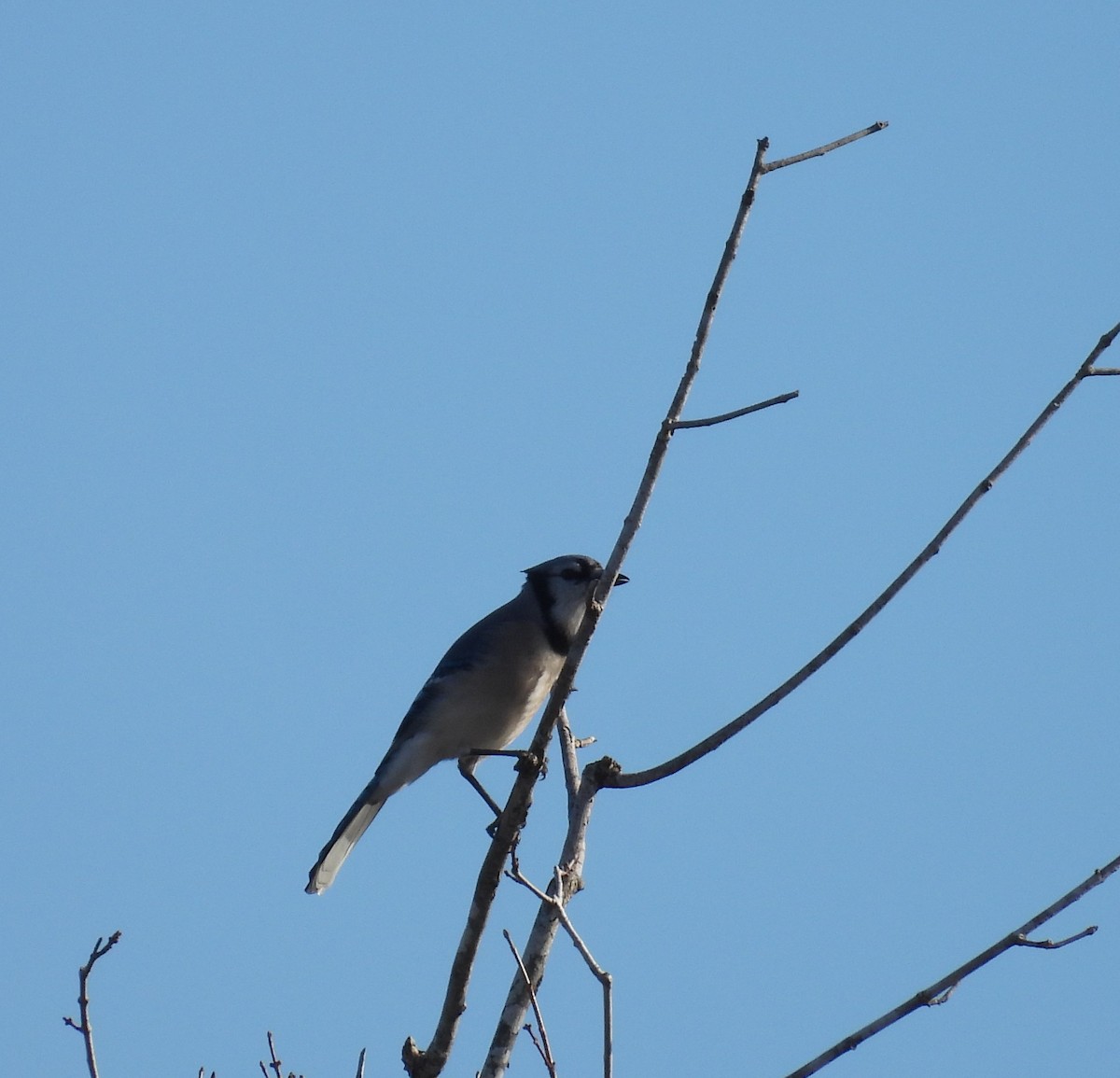 Blue Jay - ML646865581