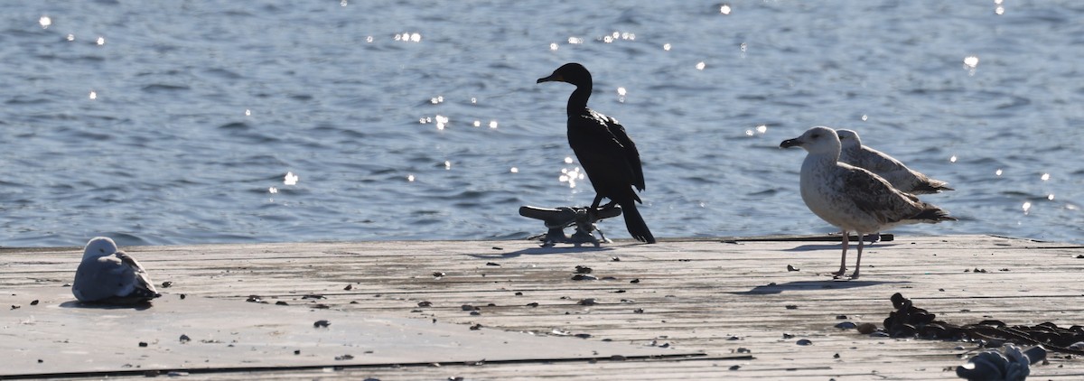 Great Black-backed Gull - ML646865586