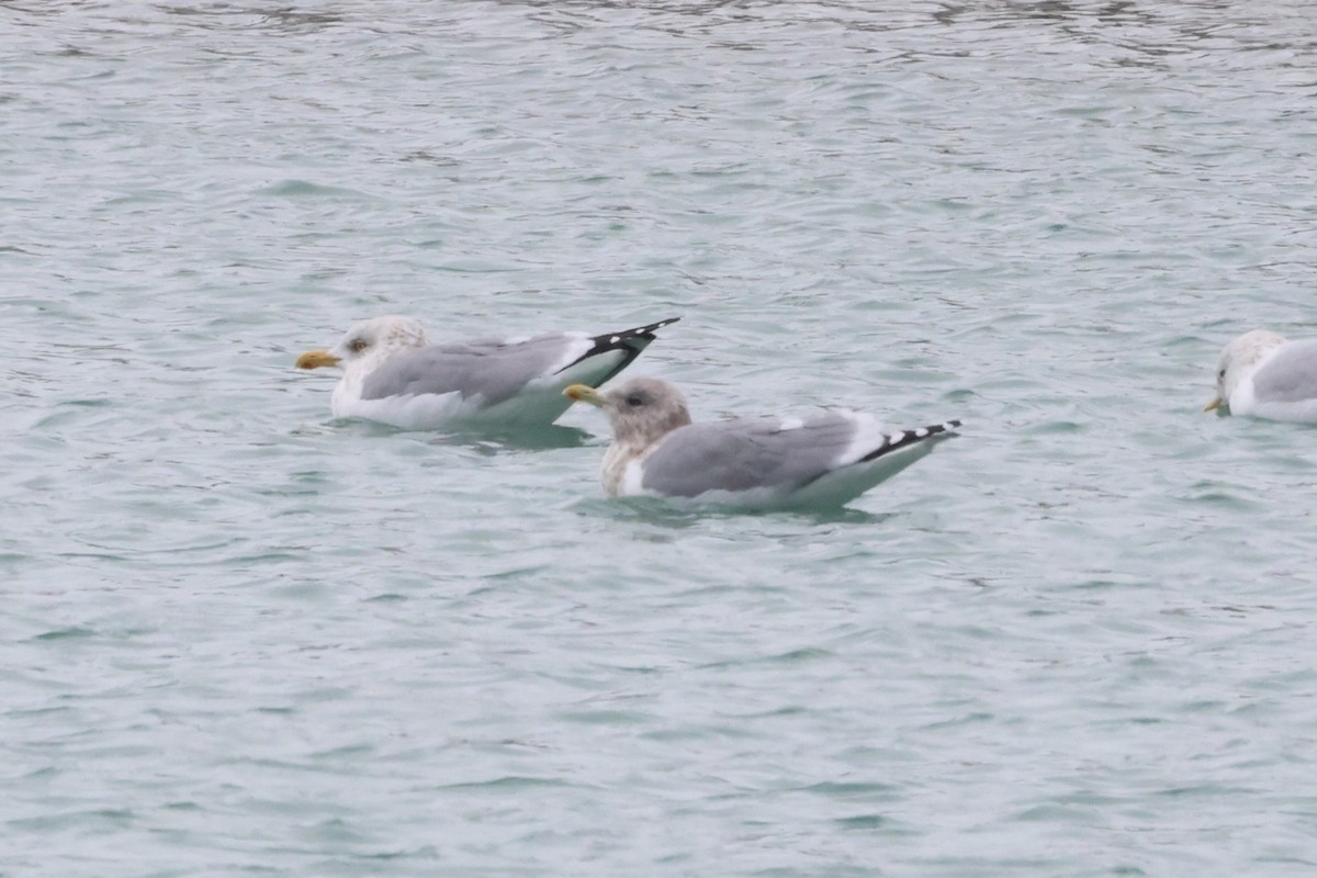 Полярная чайка (thayeri) - ML646865592