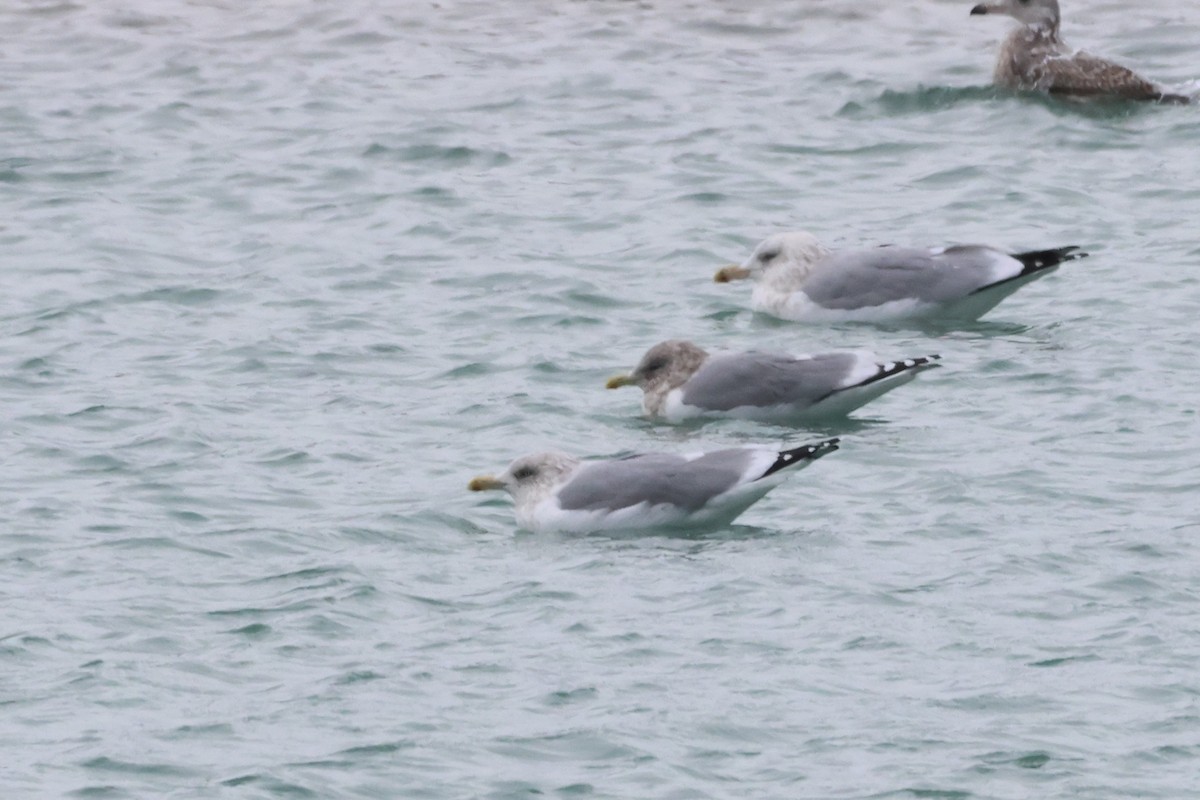 Полярная чайка (thayeri) - ML646865593