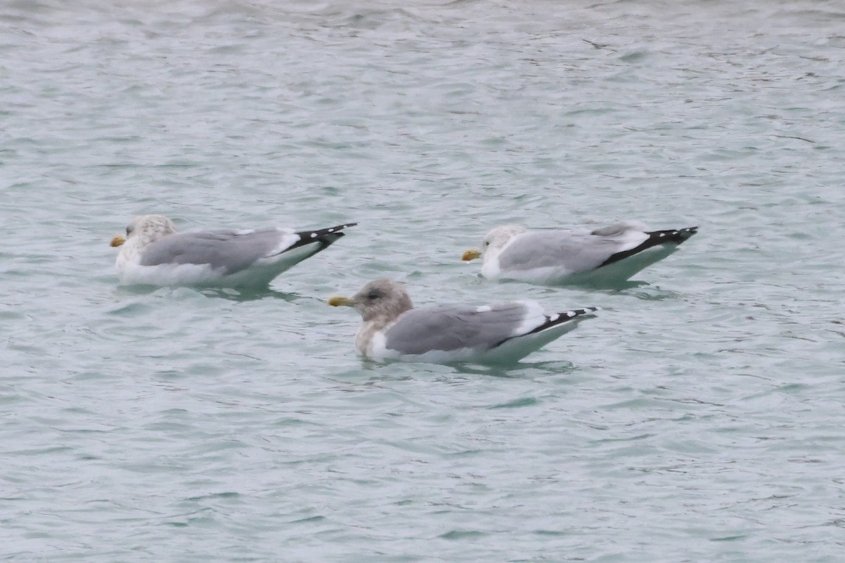 Полярная чайка (thayeri) - ML646865594