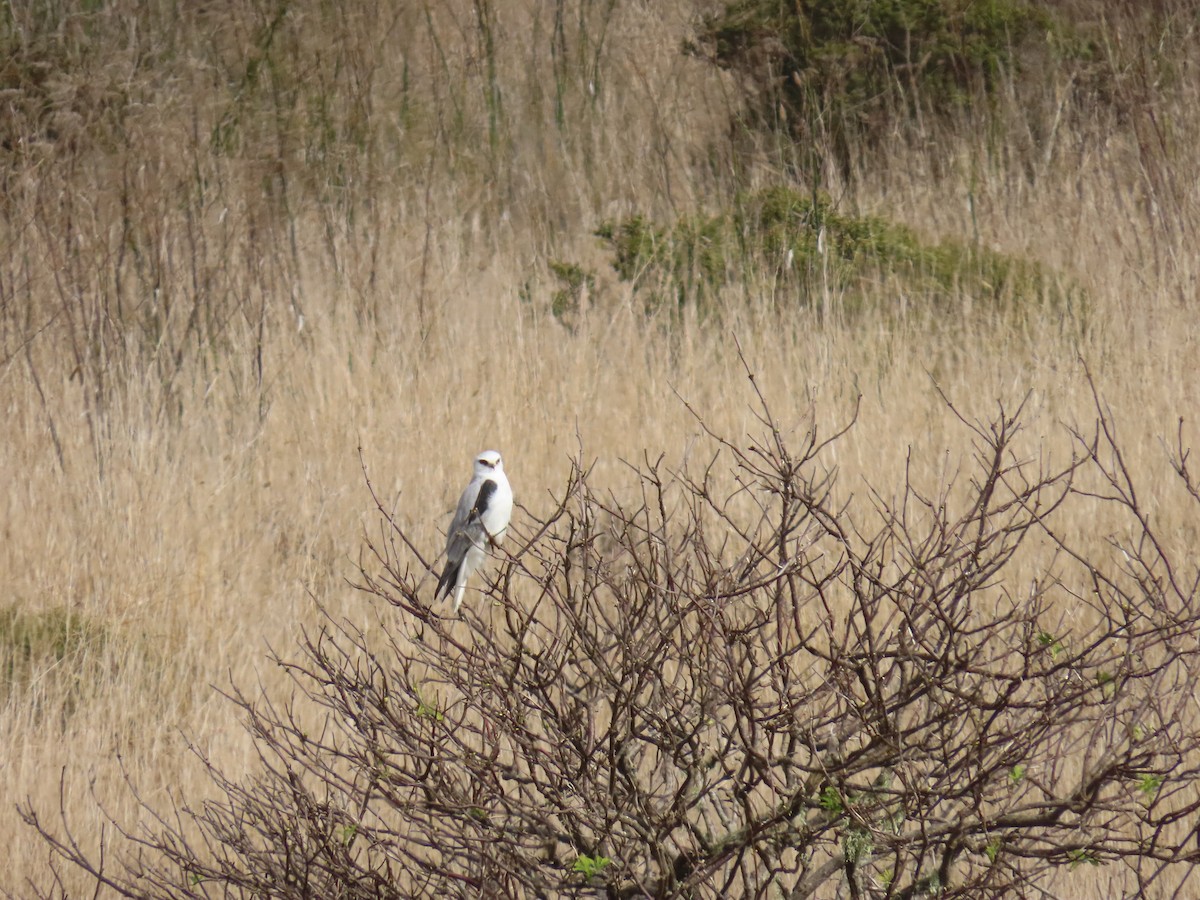 White-tailed Kite - ML646865595