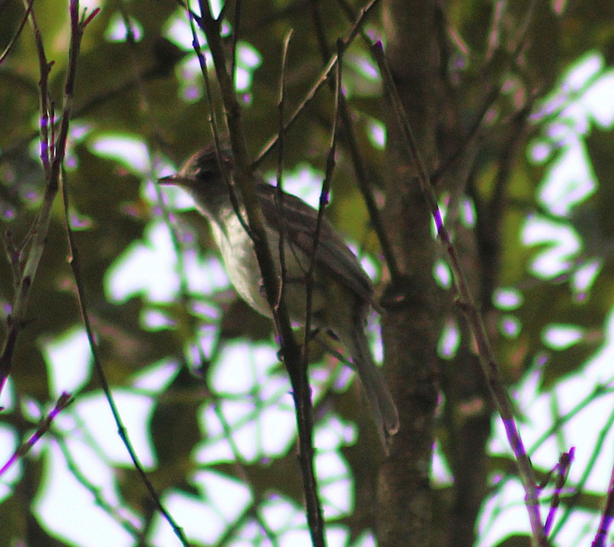 Тиранчик-тонкодзьоб південний - ML646865602