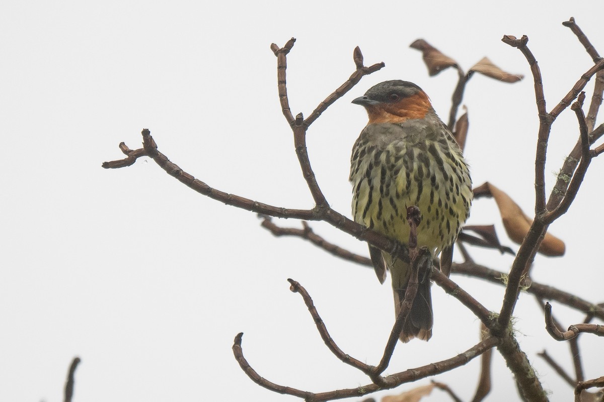 カンムリカザリドリ - ML646865603