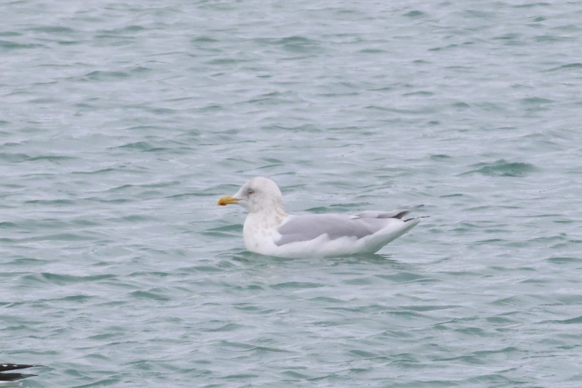 Полярная чайка (kumlieni) - ML646865606