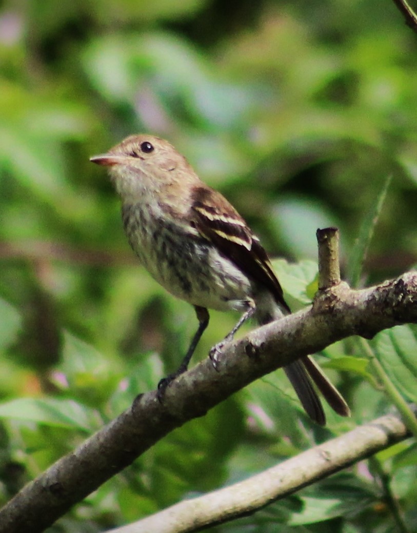 Курета іржаста - ML646865609