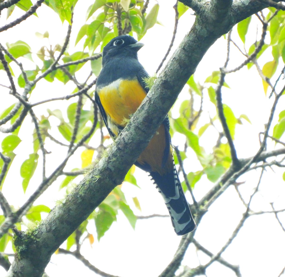 Желтобрюхий трогон - ML646865610