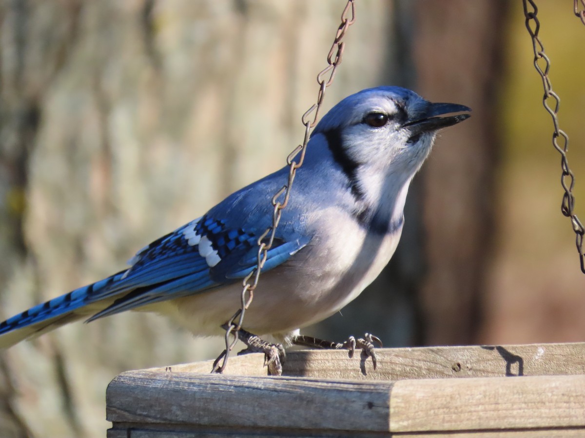 Blue Jay - ML646865612