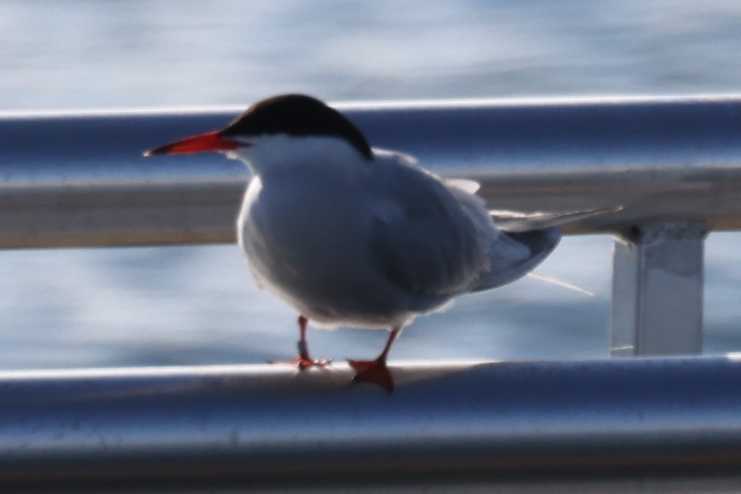 Common Tern - ML646865613