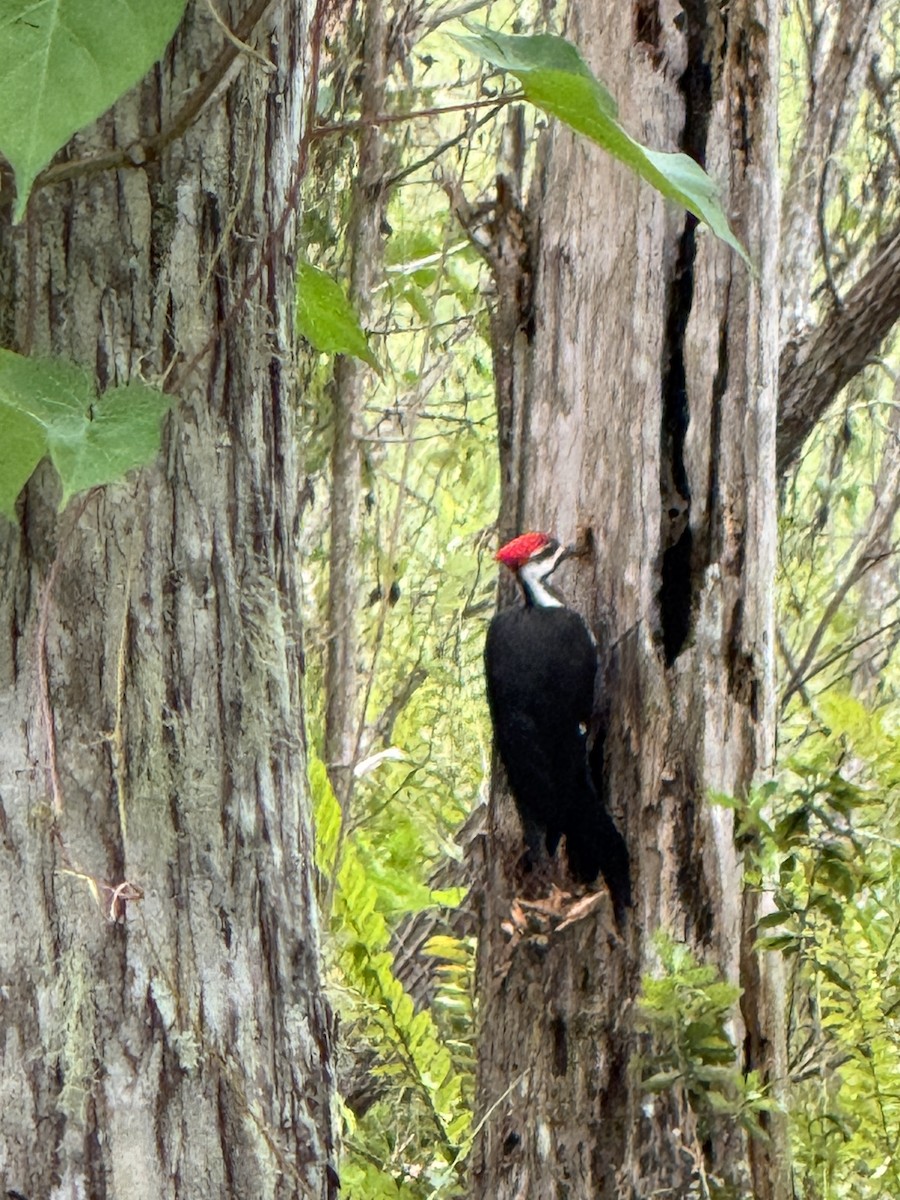 datel chocholatý - ML646865620