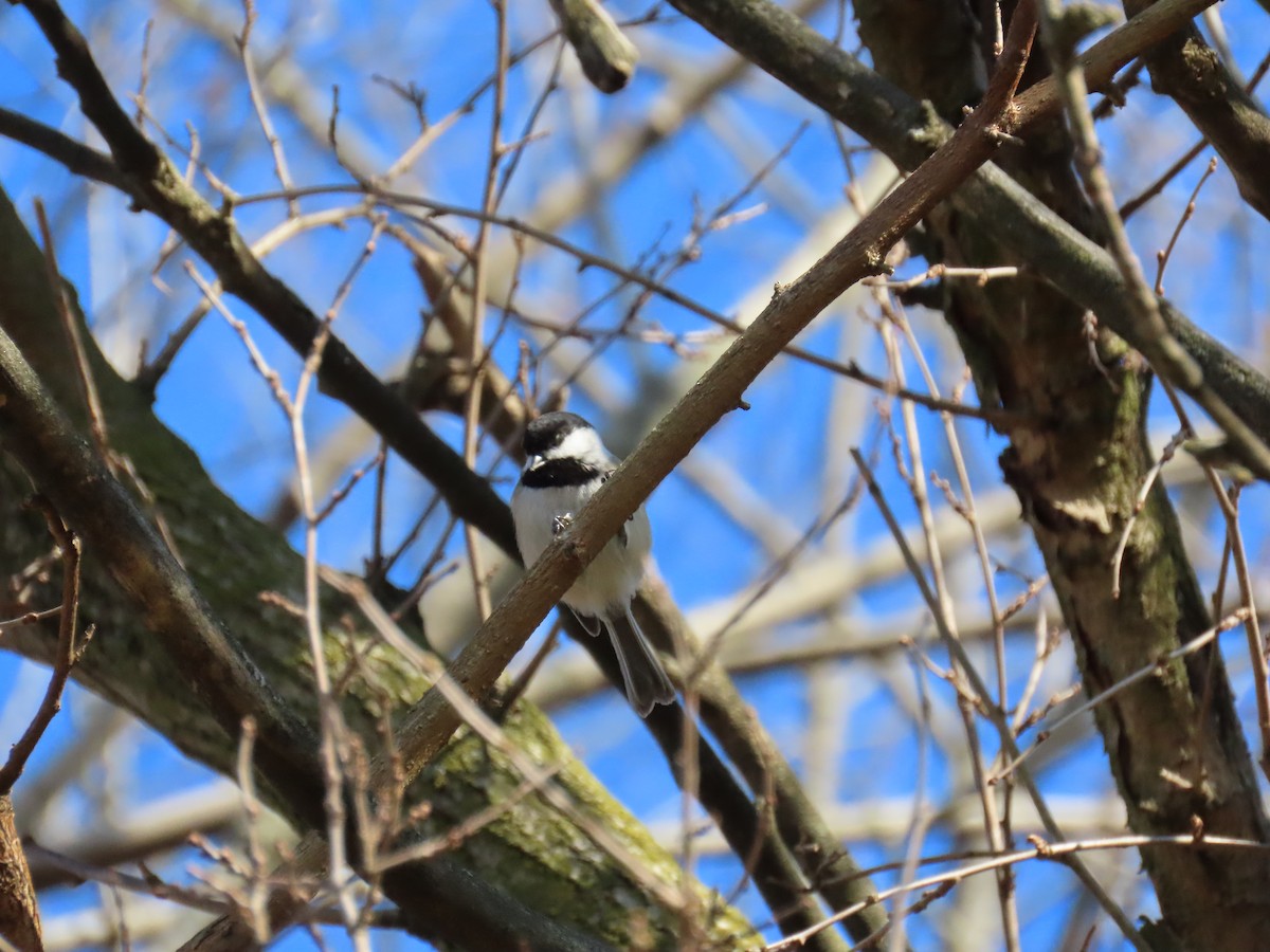 Black-capped Chickadee - ML646865621
