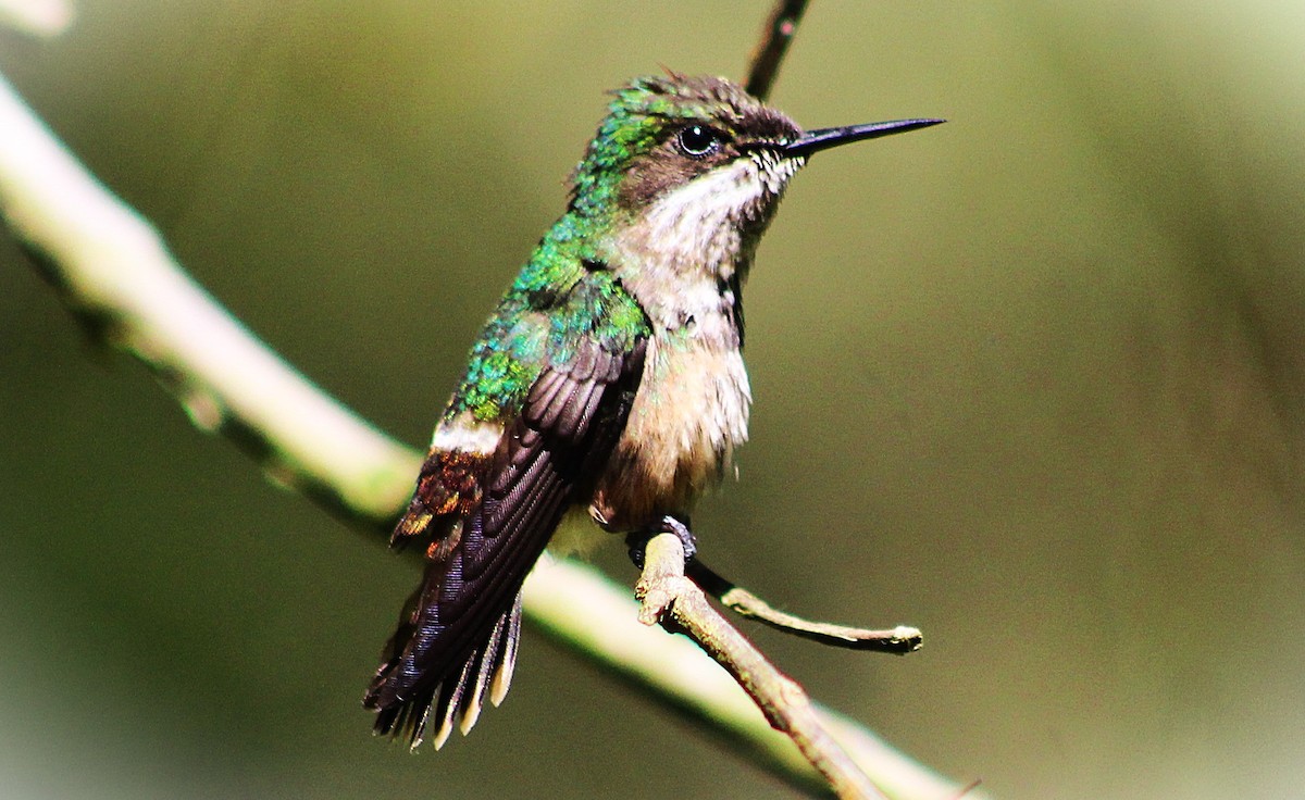 Колібрі-кокетка рудохвостий - ML646865623