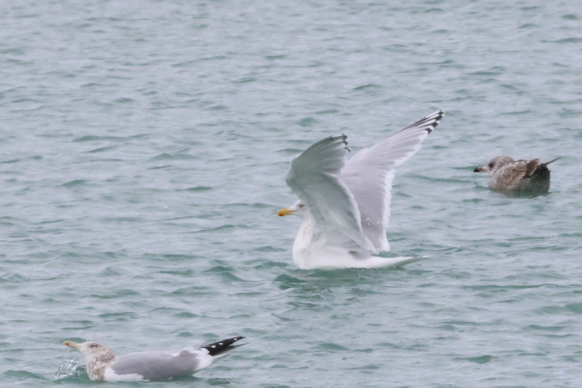 Полярная чайка (kumlieni) - ML646865624