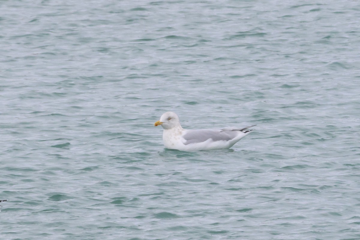 Полярная чайка (kumlieni) - ML646865625