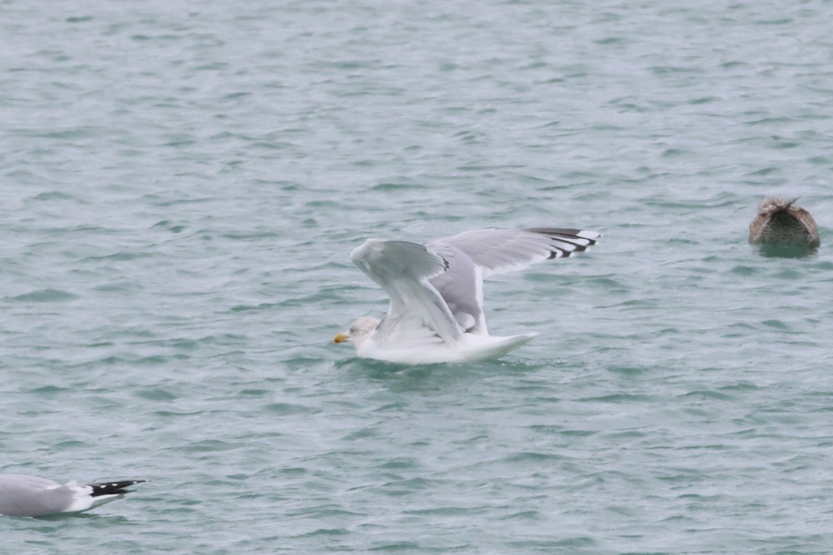 Полярная чайка (kumlieni) - ML646865626