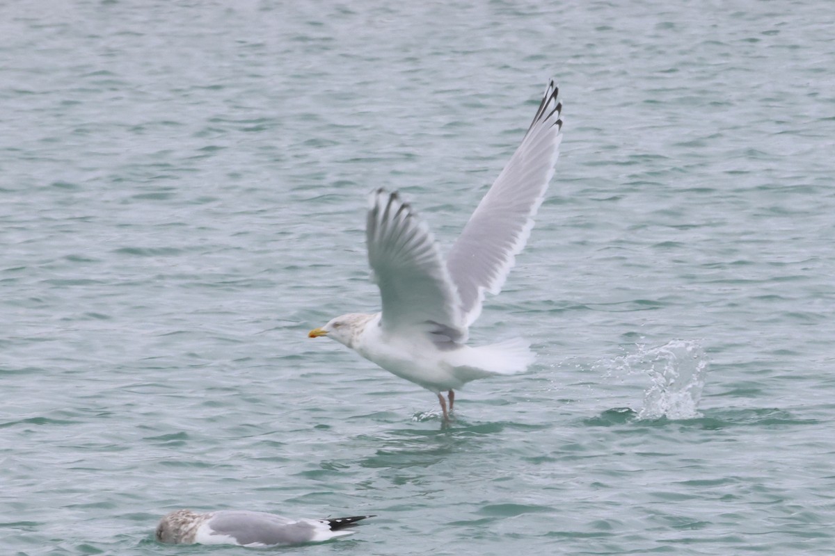 Полярная чайка (kumlieni) - ML646865627