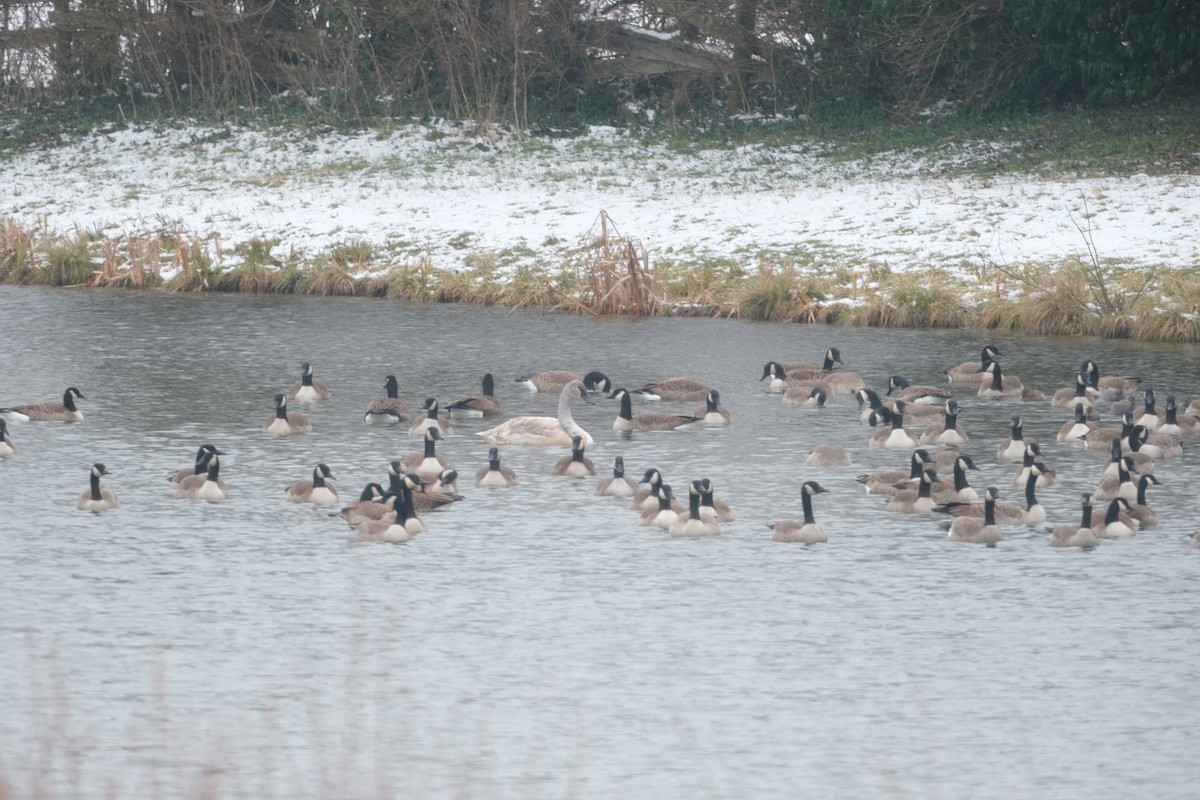 Trumpeter Swan - ML646865629