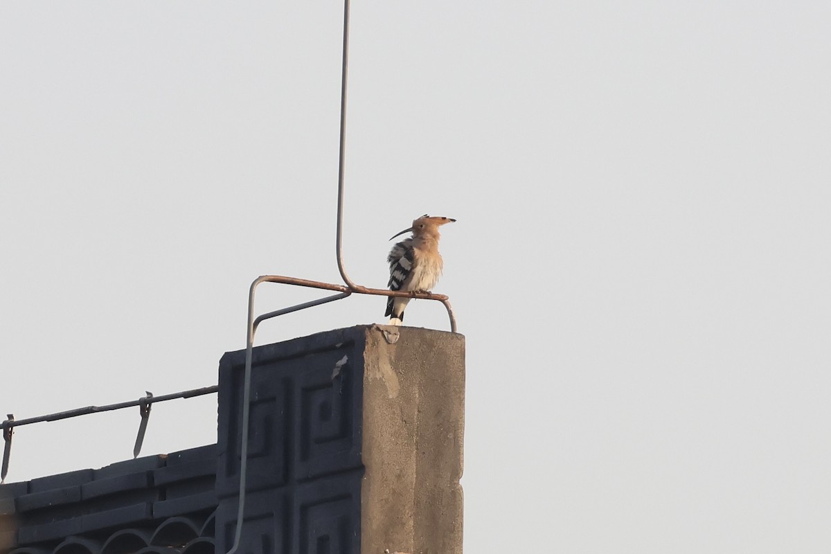 ヤツガシラ - ML646865631