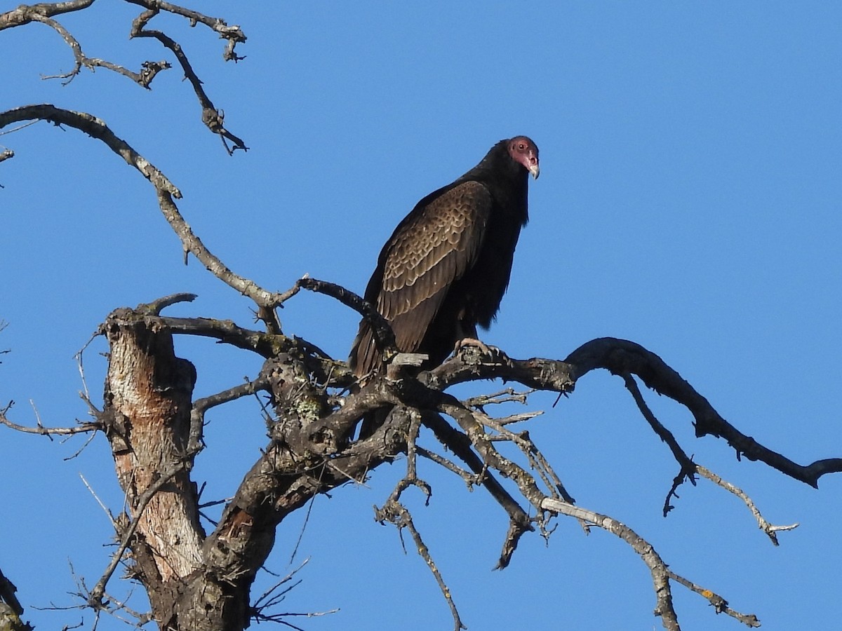 Turkey Vulture - ML646865634