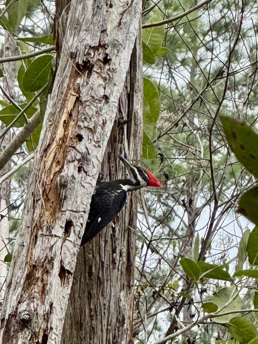 datel chocholatý - ML646865638