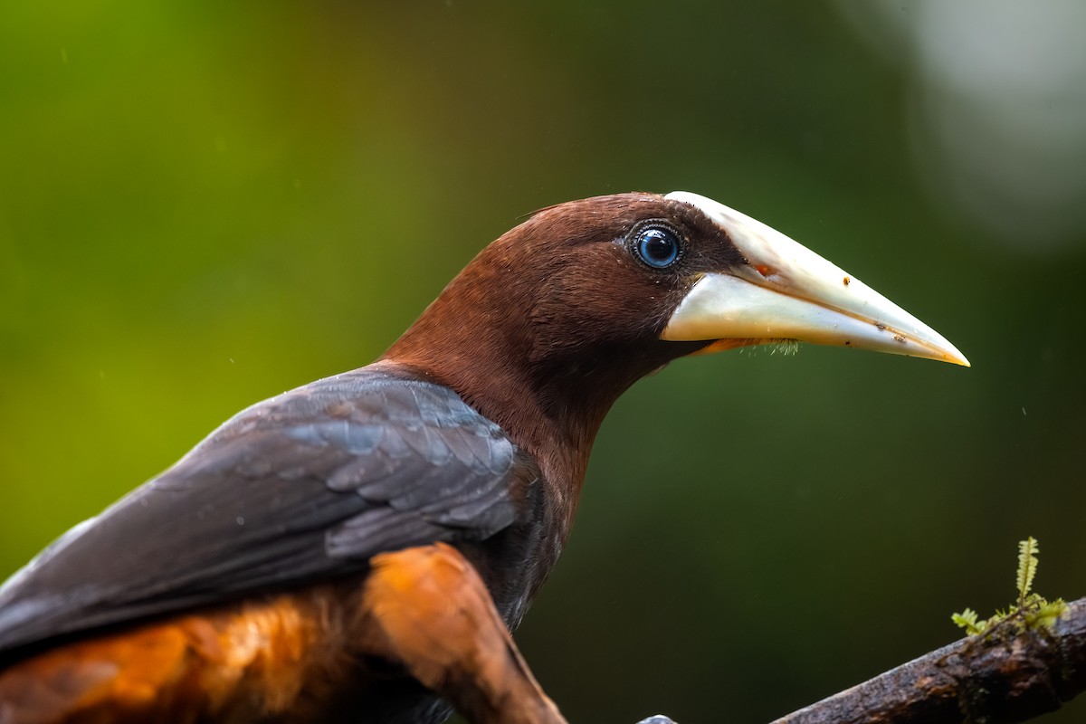 Chestnut-headed Oropendola - ML646865639