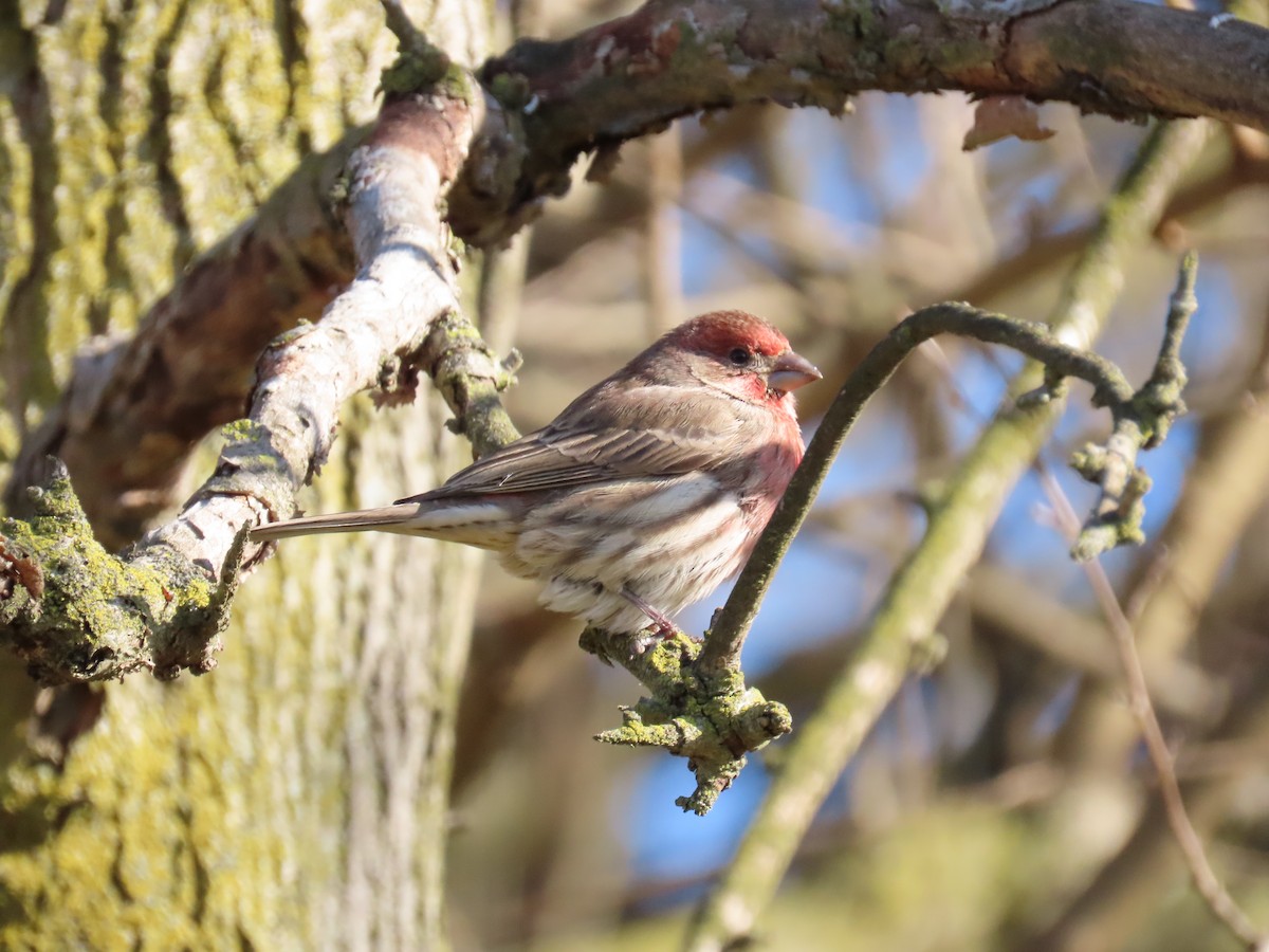 Roselin familier - ML646865643