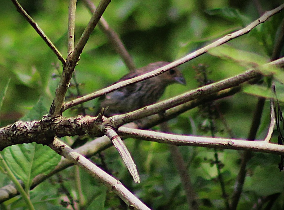 Якарина - ML646865644