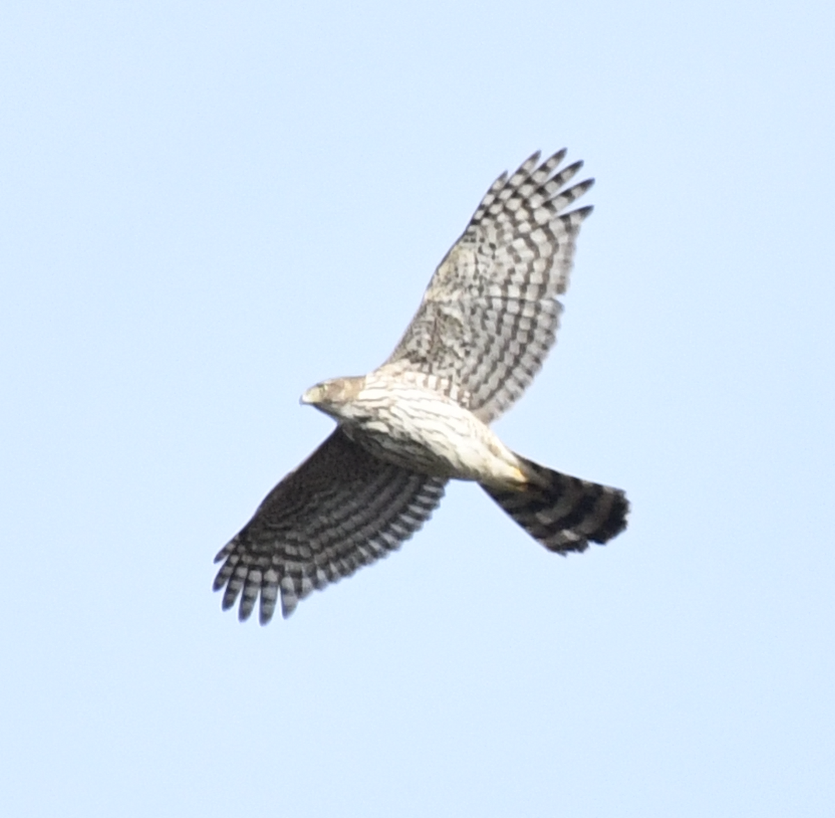 Cooper's Hawk - ML646865645