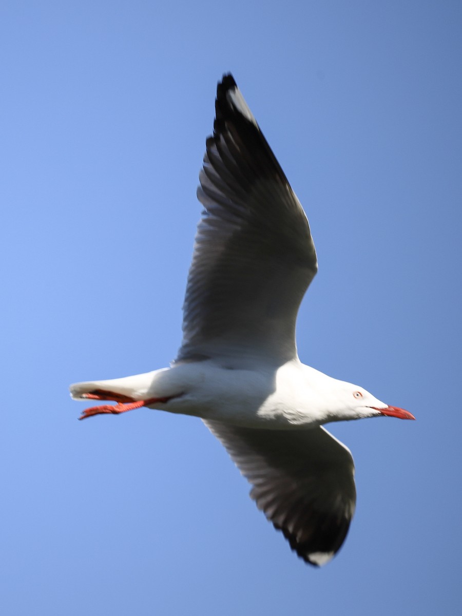 Avustralya Martısı - ML646865646