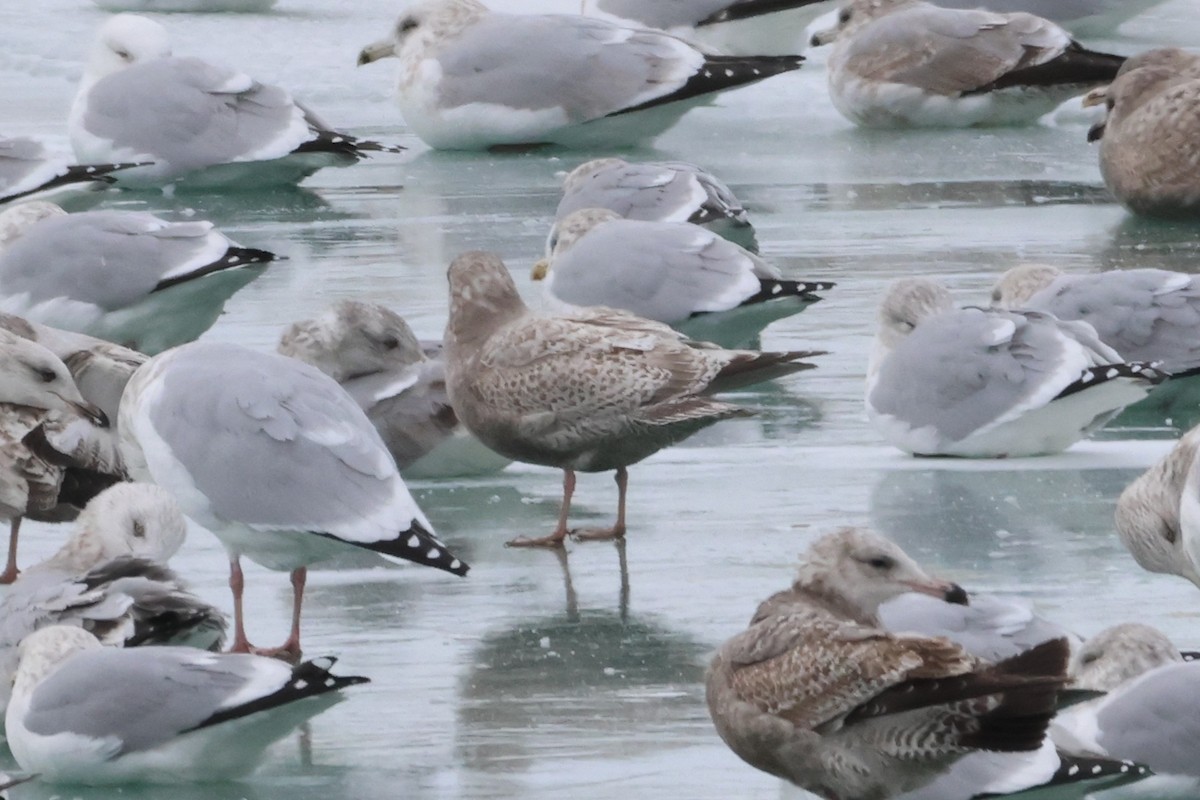 Полярная чайка (thayeri/kumlieni) - ML646865648
