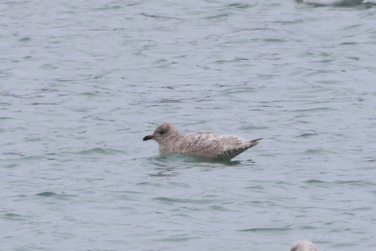 Полярная чайка (thayeri/kumlieni) - ML646865650