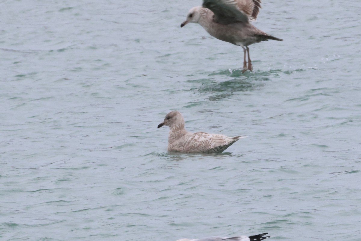 Полярная чайка (thayeri/kumlieni) - ML646865651