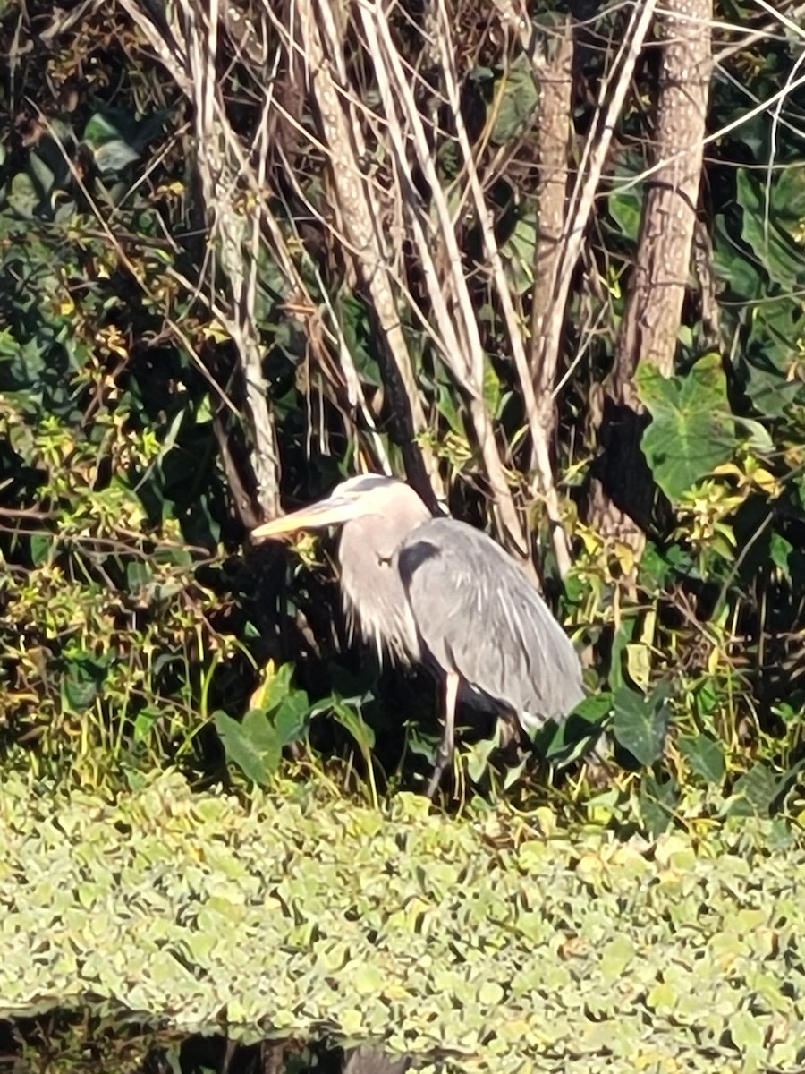 Great Blue Heron - ML646865654