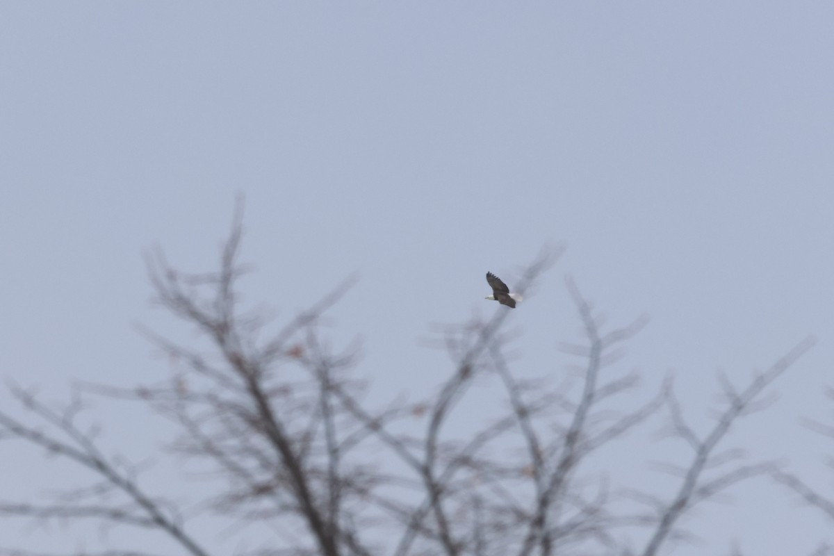 Bald Eagle - ML646865655