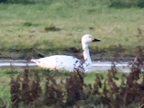 Cisne Chico - ML646865657