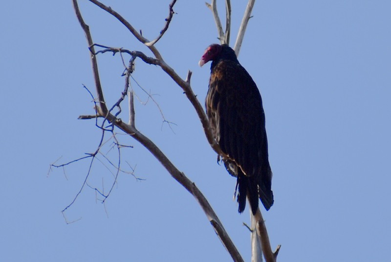 Turkey Vulture - ML646865659