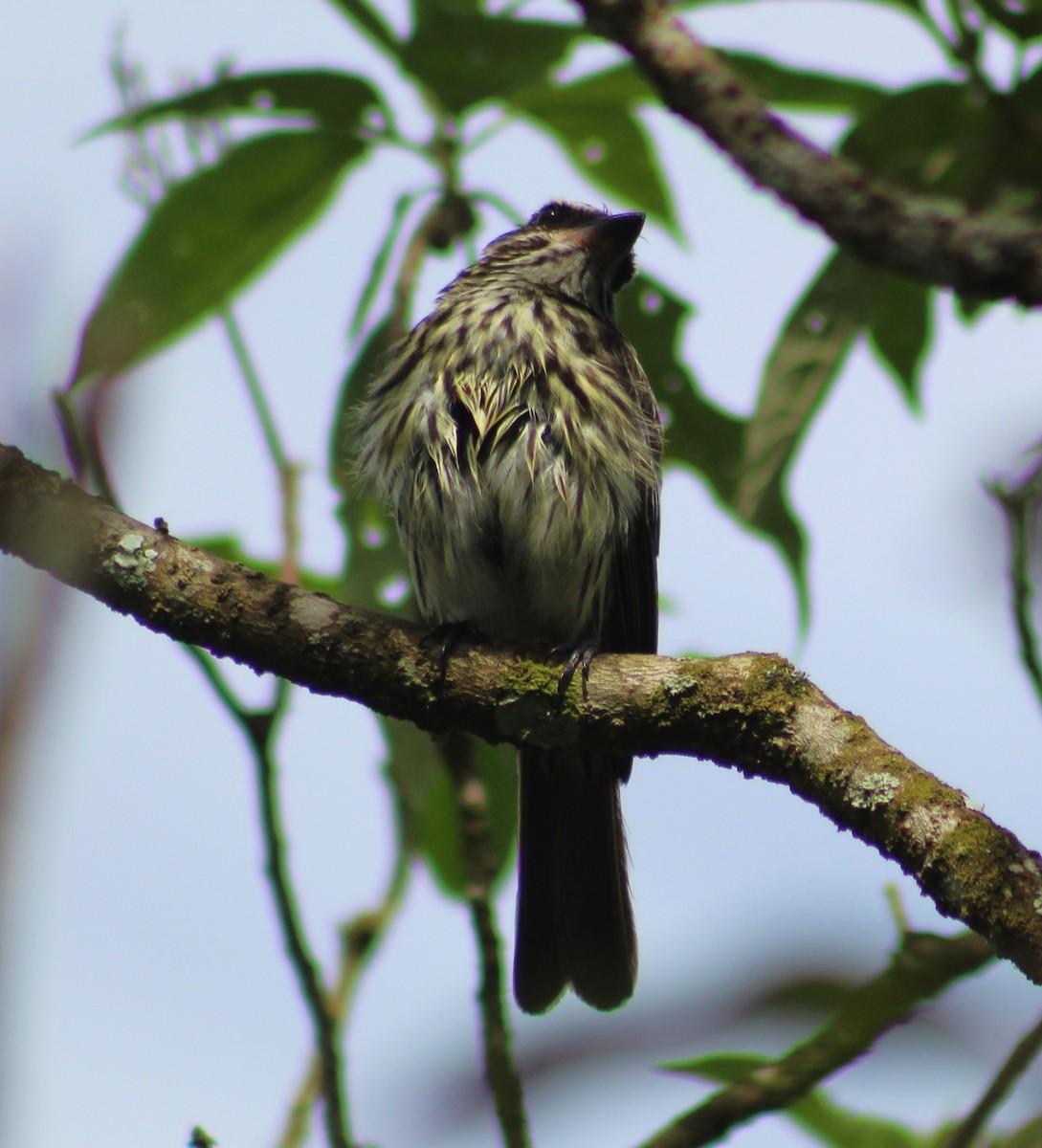 Тиран смугастий - ML646865660