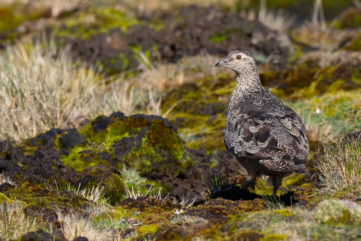 オオヒバリチドリ - ML646865661