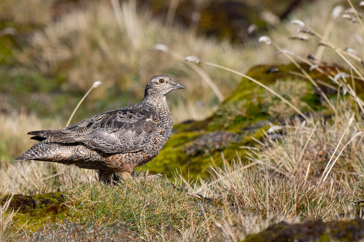 オオヒバリチドリ - ML646865662