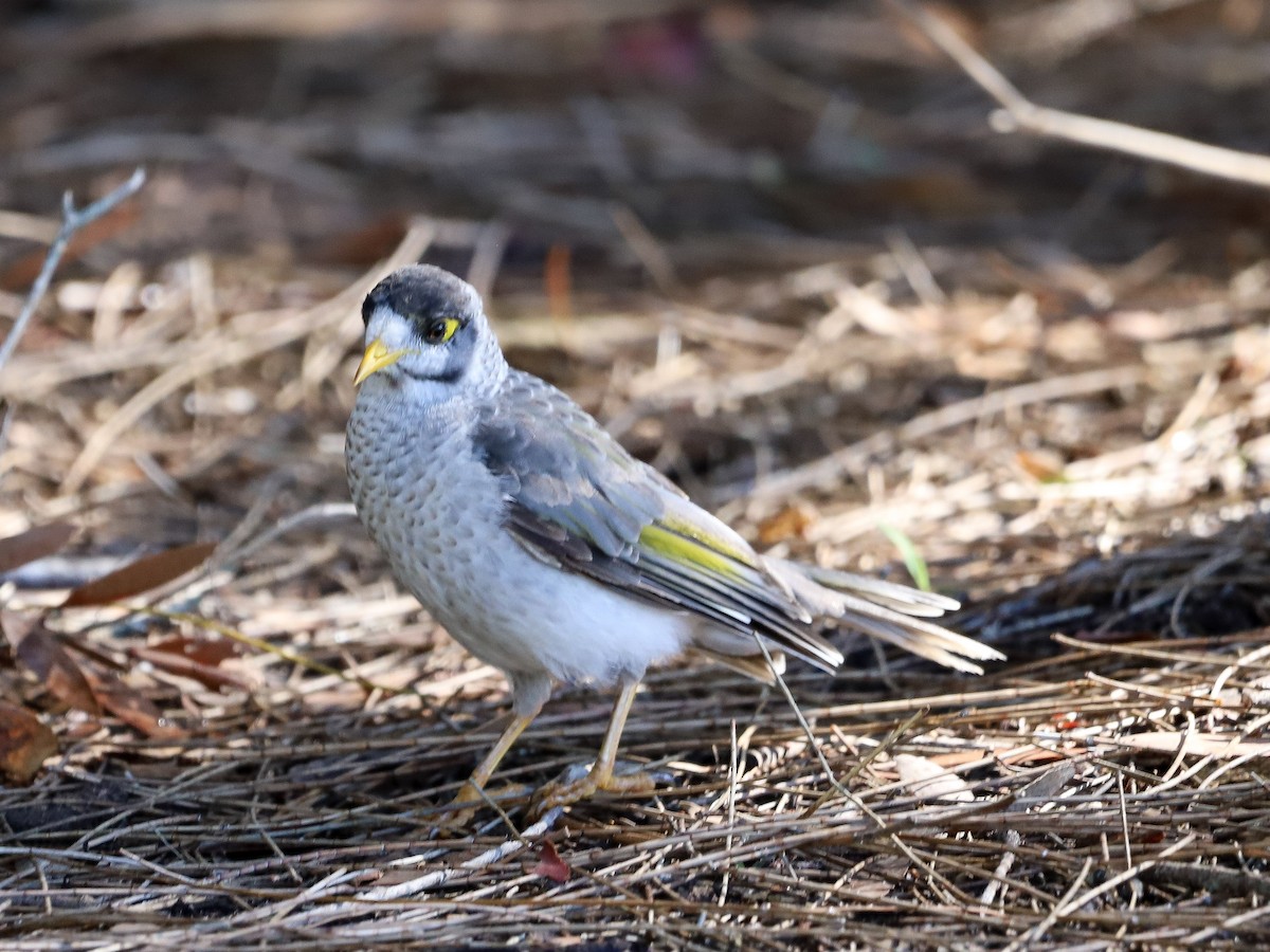 Geveze Balkuşu - ML646865663