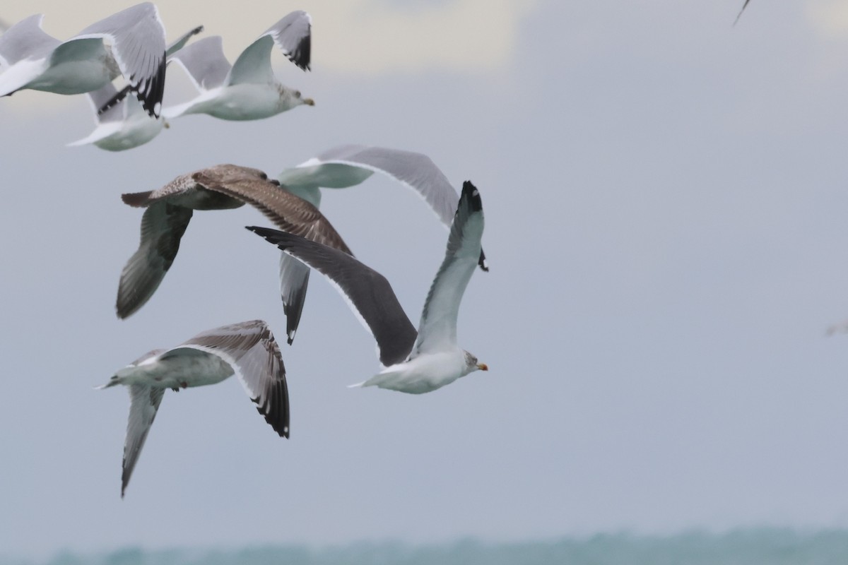 Клуша - ML646865667