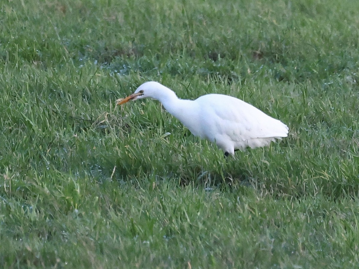 Western Cattle-Egret - ML646865668