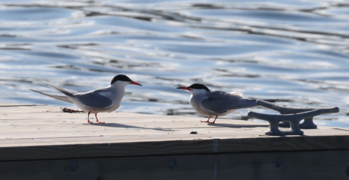 Common Tern - ML646865670