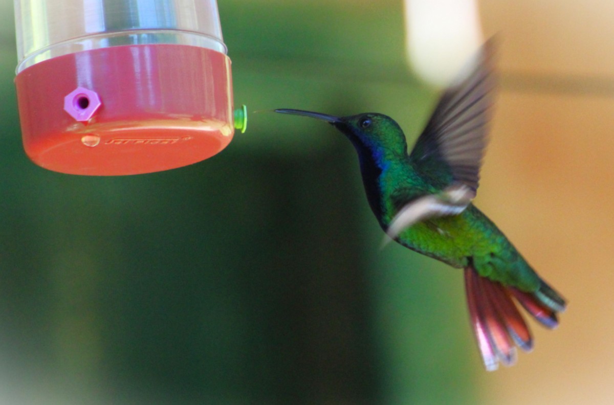 Колібрі-манго чорногорлий - ML646865673